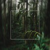 Rainforest Winter