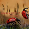lounge private mix (air - mix)