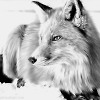 Dark Fox