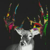 Cervus