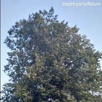 Inspired by Nature