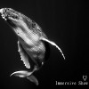  Immersive Show Act#34