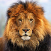 ZombiStep - Lion