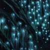 Glowworm