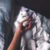 Erotica VIP (Музыка для секса)  