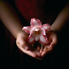 Cattleya's dreams