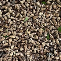 Kitchen FM RadioShow 09-06-2025