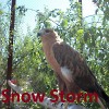 Snow Storm
