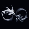 Black Water (Mash-Up Vocal Mix)