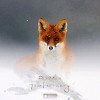 RudMax - Hello, February