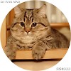 DJ Ivan Mad - SoundShow #033