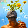 Dandelion (mix # 108)