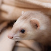 Techno Ferret