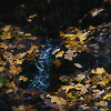 Autumn Mix  (November 2024)
