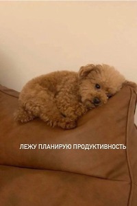 Максим Пищенков