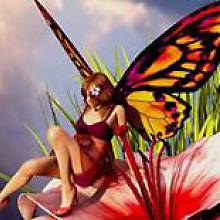 Malu Schmetterling