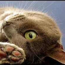 Игорь Горин