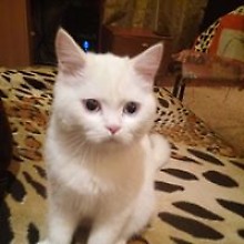 Слава Донцов