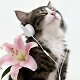 The Cat Pro