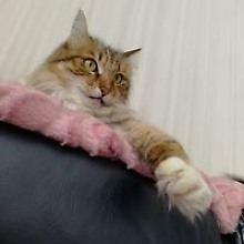 Роман Петров