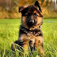 Сергей Макаревич