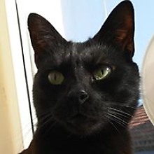 Gökhan Sait Çakmakçı