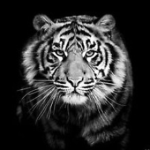 Алексей Харитонов