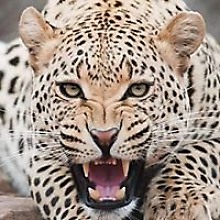 Maimouna Mounass Sow