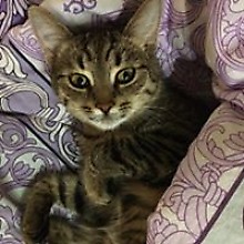 Екатерина Петрова