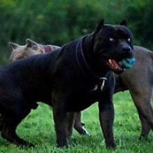 Радик Галиуллин