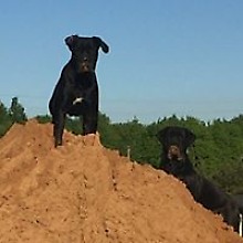 Стас Бахирев