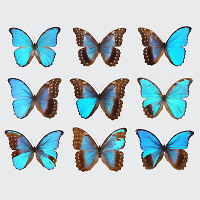 Велин Генов